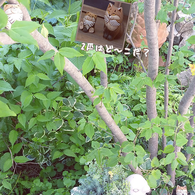 chocoさんの実例写真