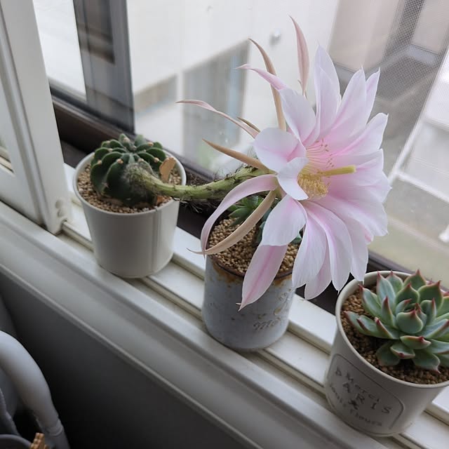 cocomintさんの部屋