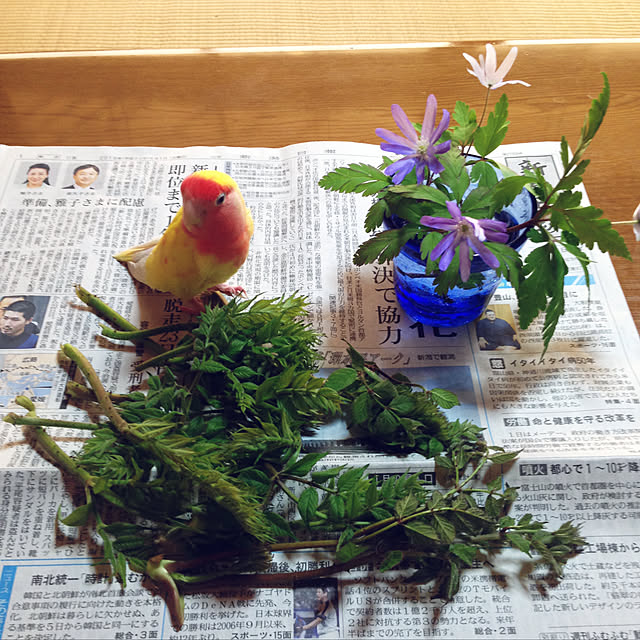 aoinokimiさんの実例写真