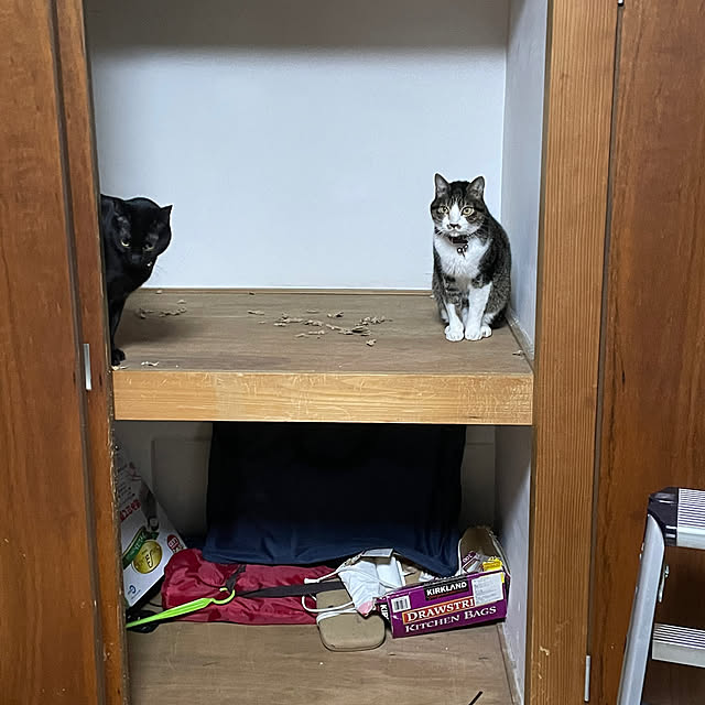 coolcats0528さんの部屋