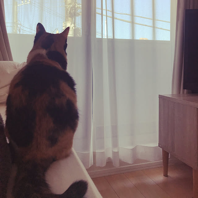 goomayuさんの実例写真