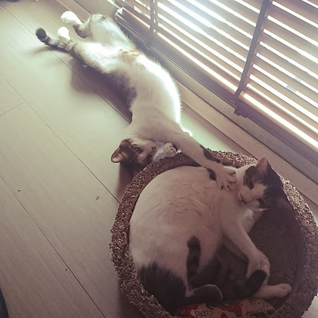 CinqinTWさんの実例写真