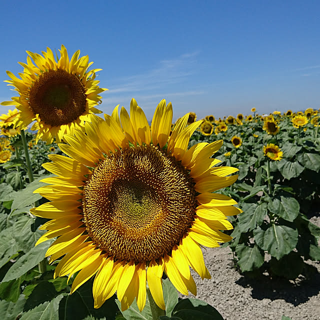 madam.kicoさんの実例写真