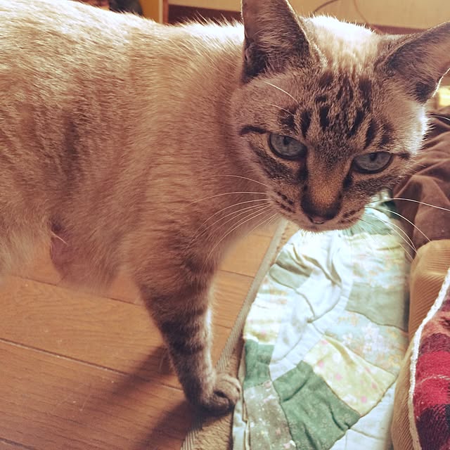 RYUBOKKURIさんの実例写真