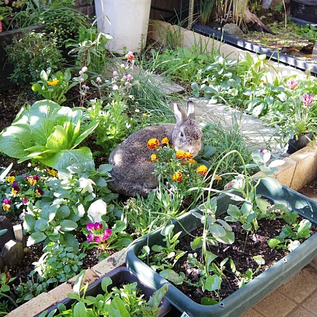 pochiageさんの実例写真