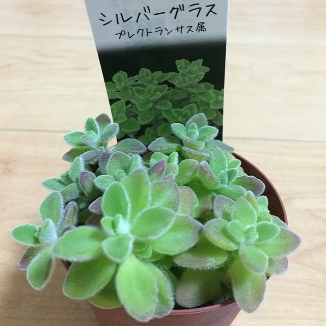 moriさんの実例写真