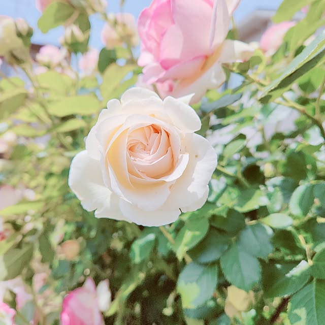 surviveさんの部屋