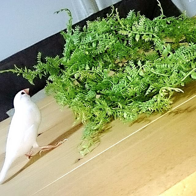 sumoさんの実例写真