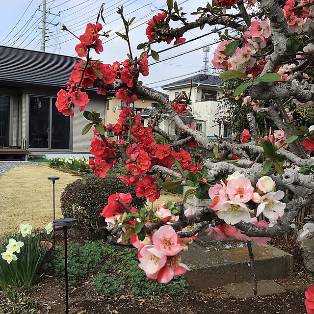 houenさんの部屋