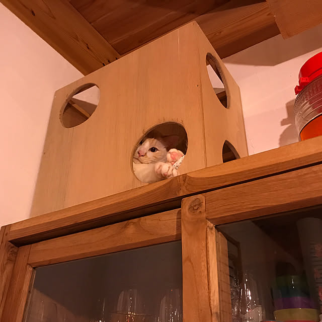 sakurasakuさんの実例写真