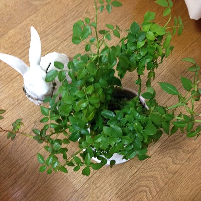 KirAさんの実例写真