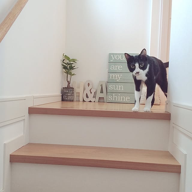 lovecatさんの実例写真