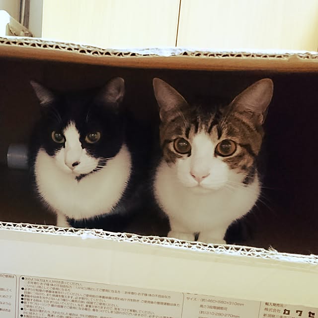 shiiiさんの実例写真