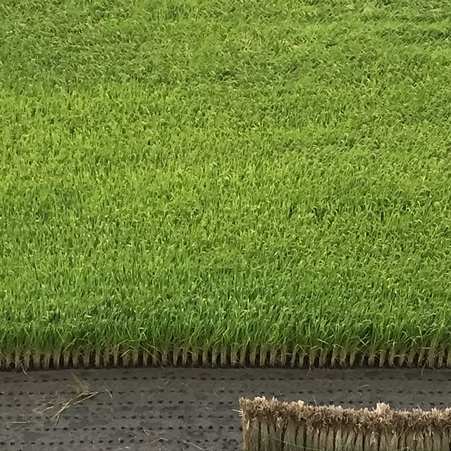 rutanmamaさんの実例写真