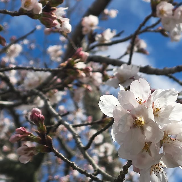 Rubiconさんの部屋