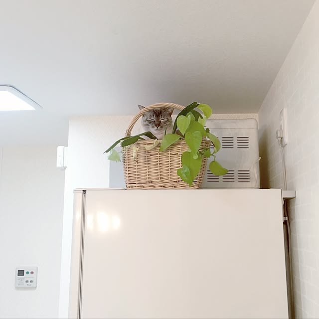noelさんの実例写真