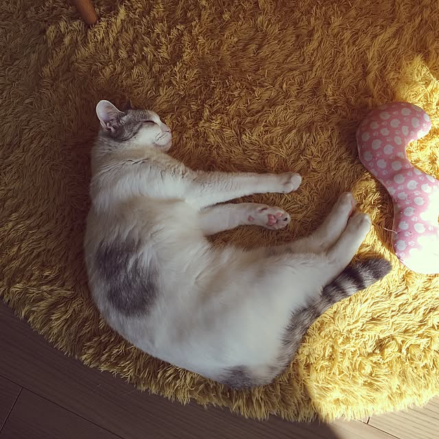 yumiさんの実例写真