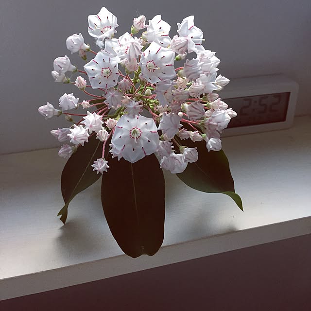 pariさんの実例写真