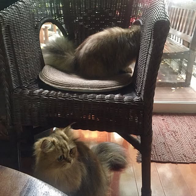 butachanさんの実例写真