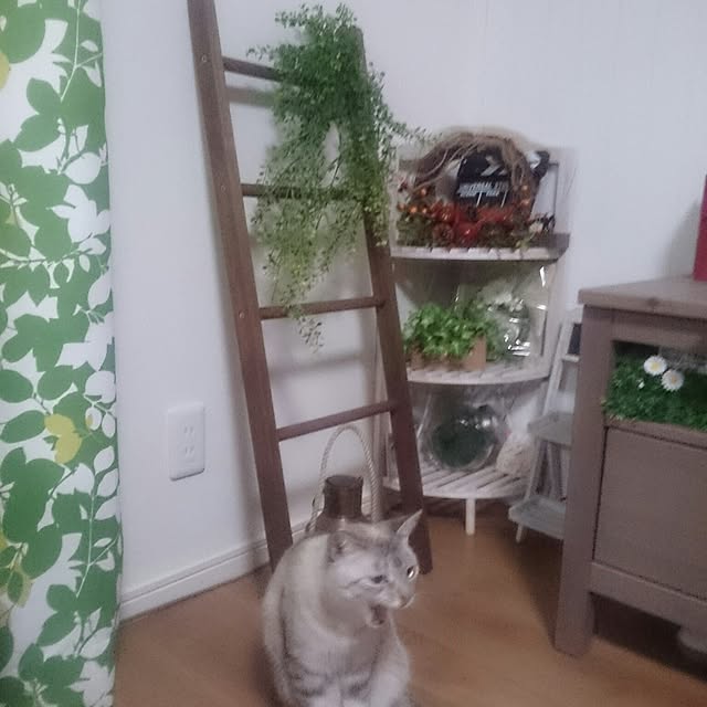 hoshiさんの実例写真