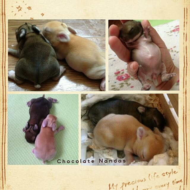 ChocolateNandasさんの実例写真