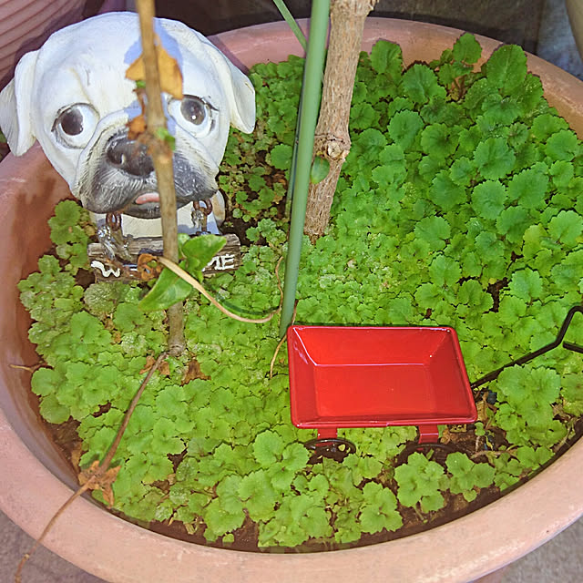 ameamekaasanさんの実例写真