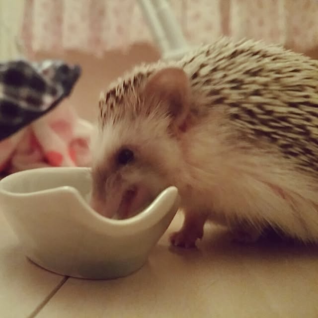 kuruさんの実例写真
