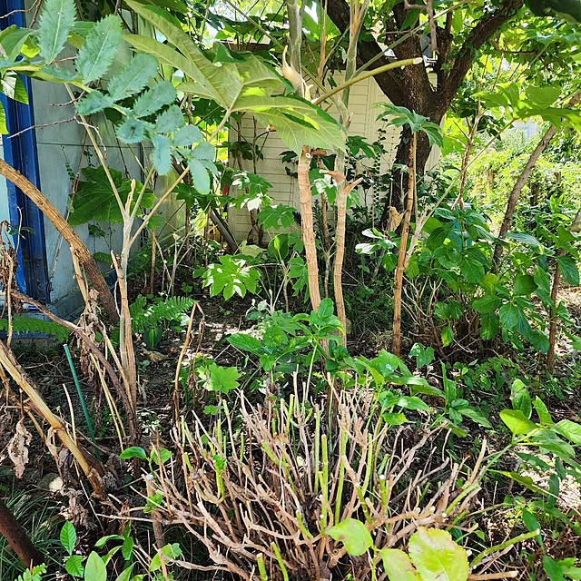 GreenHomeさんの部屋