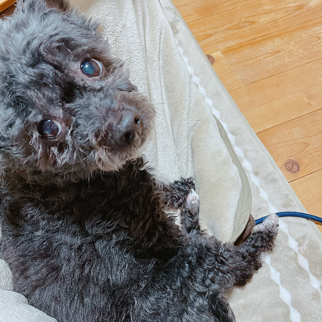 Chipさんの実例写真