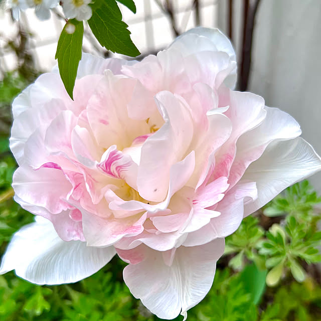 hinamamaさんの実例写真