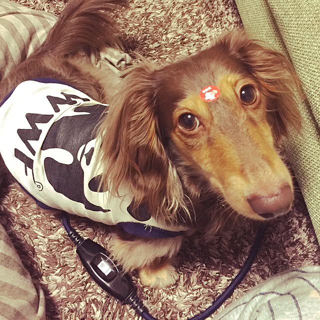 yupponさんの実例写真