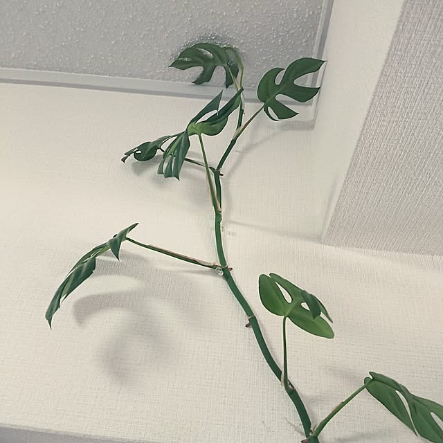 hopkeiさんの実例写真