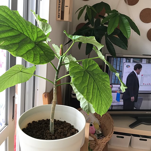 yuccoさんの実例写真