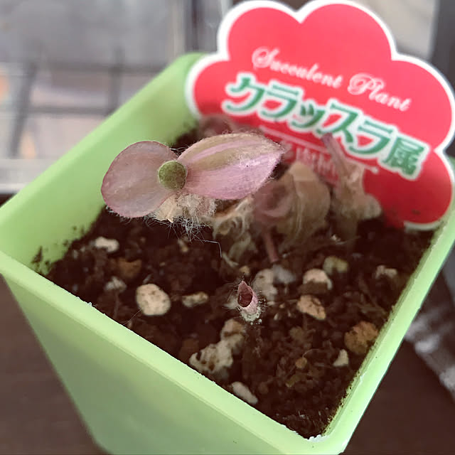momokumiさんの実例写真