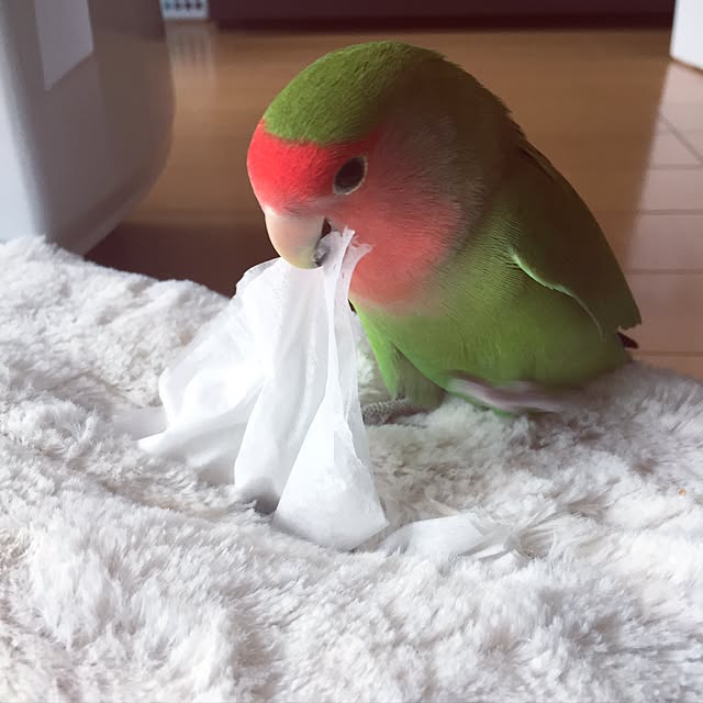 toratanさんの実例写真