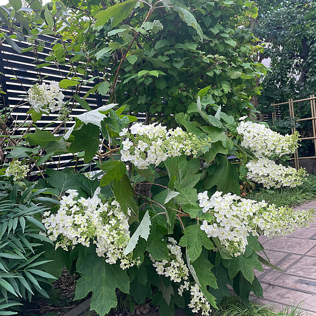 kuikoさんの部屋