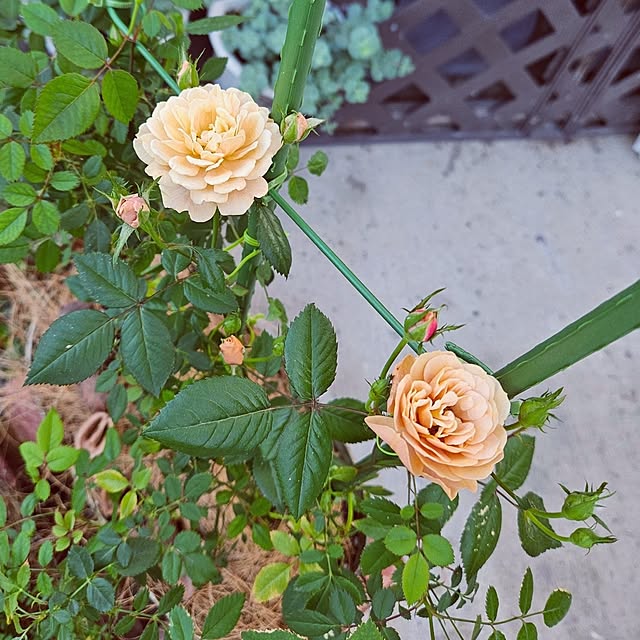 mocomocoさんの部屋