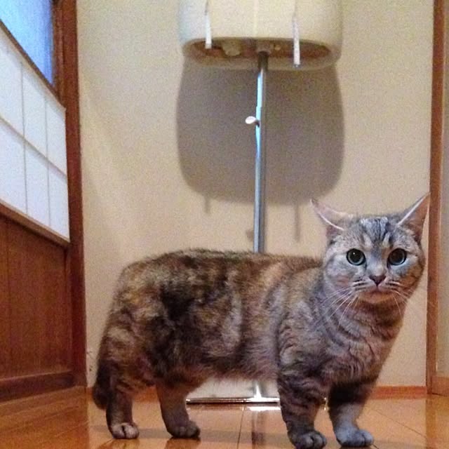 shujiさんの実例写真