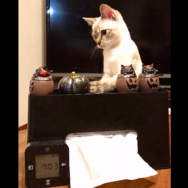 butachanさんの実例写真