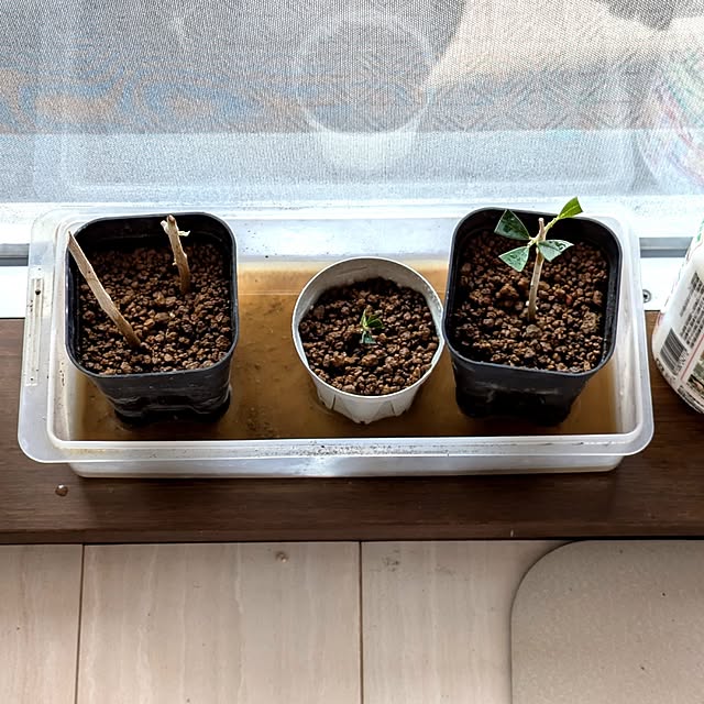 mi-saさんの部屋