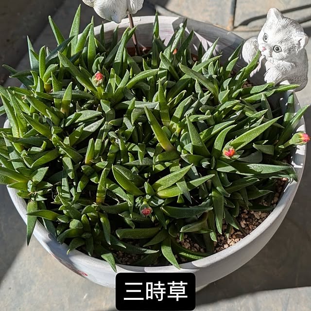 toramamaさんの部屋