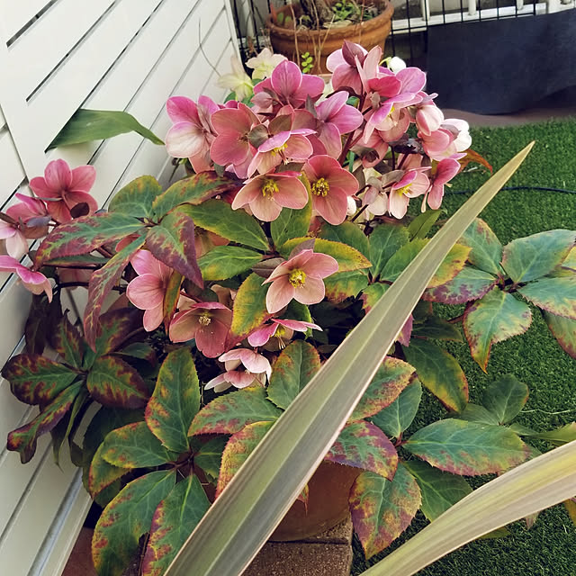 pinkpho050さんの実例写真