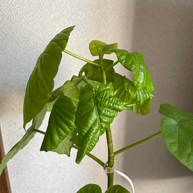 ronronさんの部屋