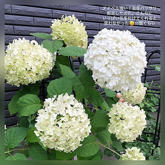 negichanさんの部屋