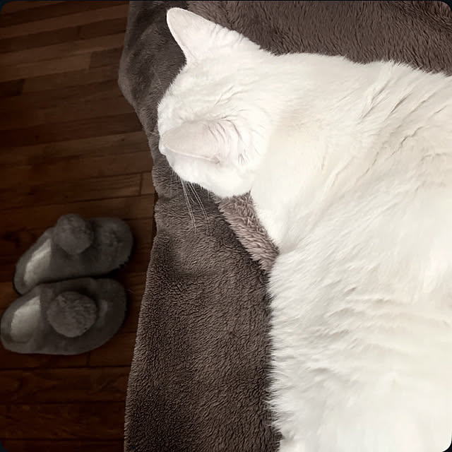 Ohigeさんの実例写真