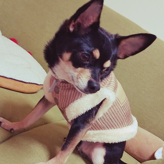 korohukumamanさんの実例写真