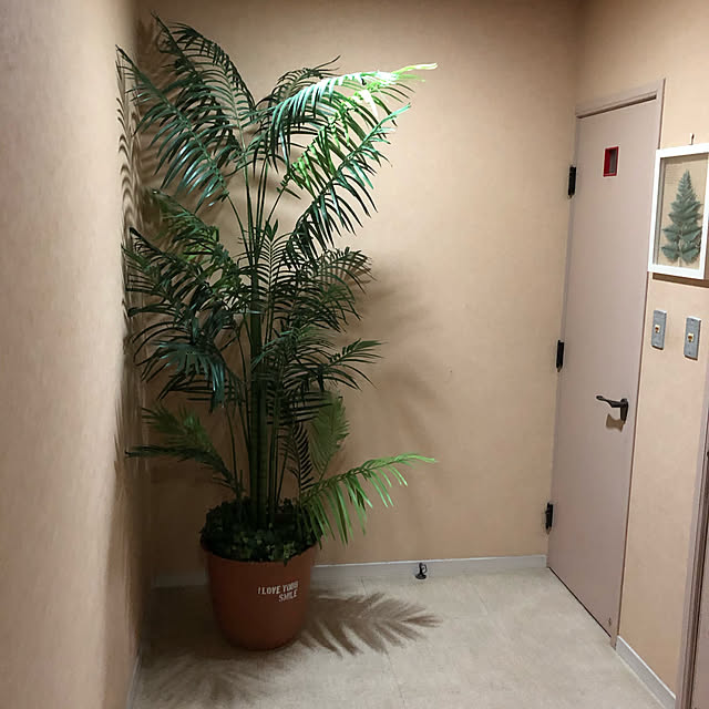 玄関/入り口/観葉植物のインテリア実例 - 2019-01-28 18:17:08