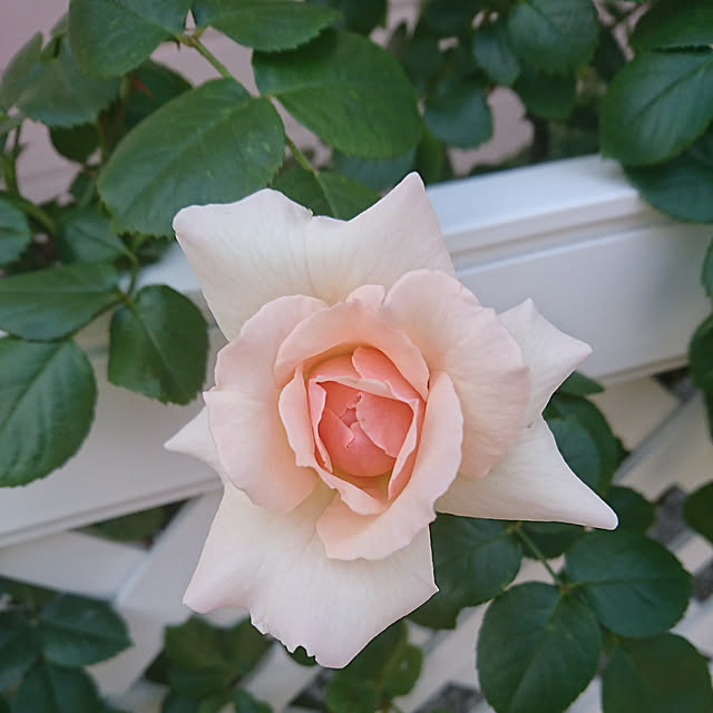 fleur-mamanさんの実例写真