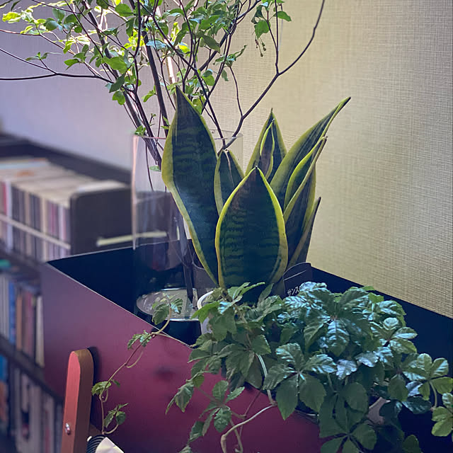 yumi.snoopさんの実例写真