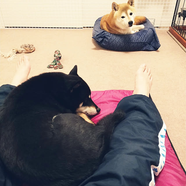 ponhanaさんの実例写真